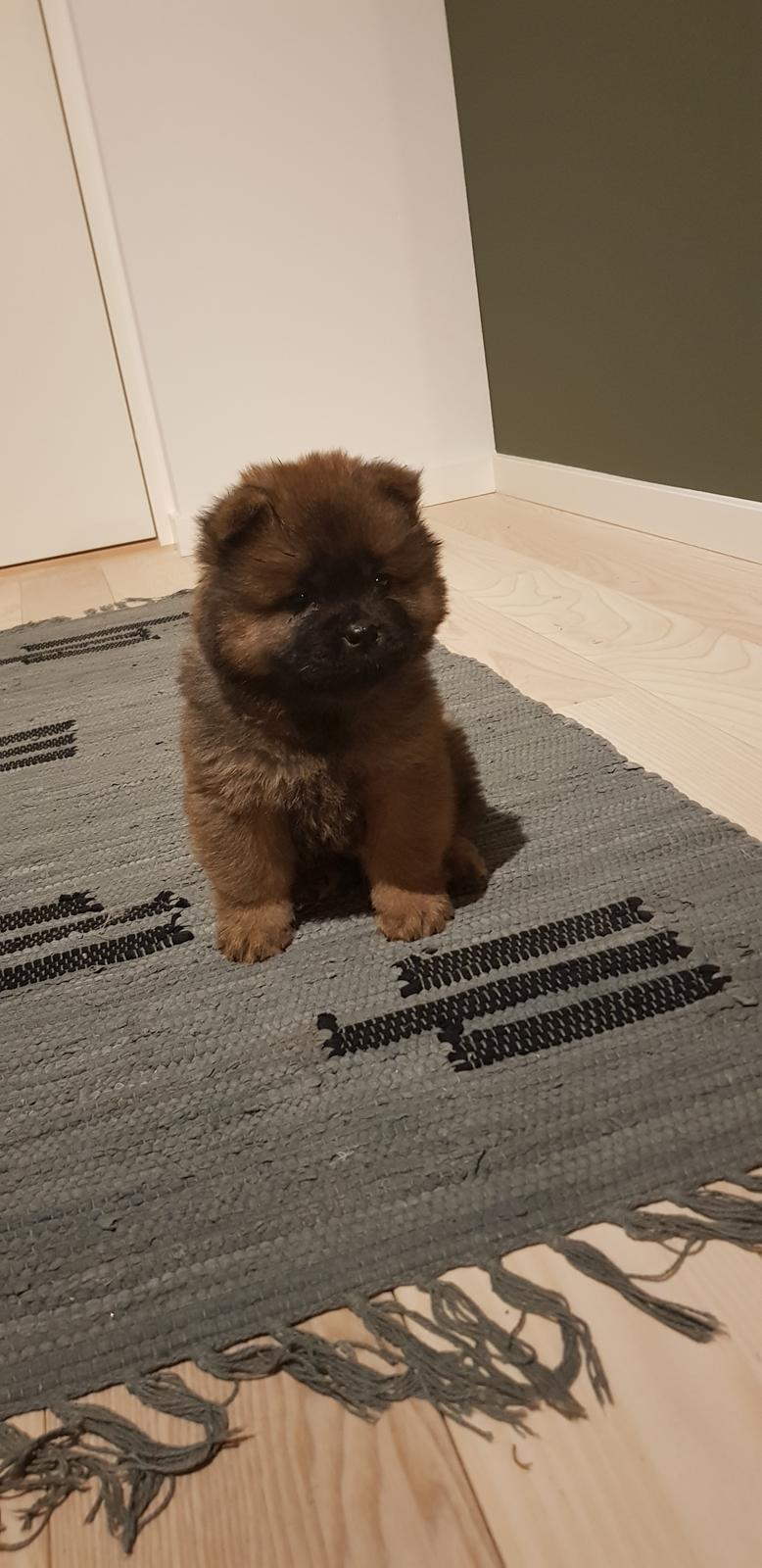Chow chow Djuno billede 5