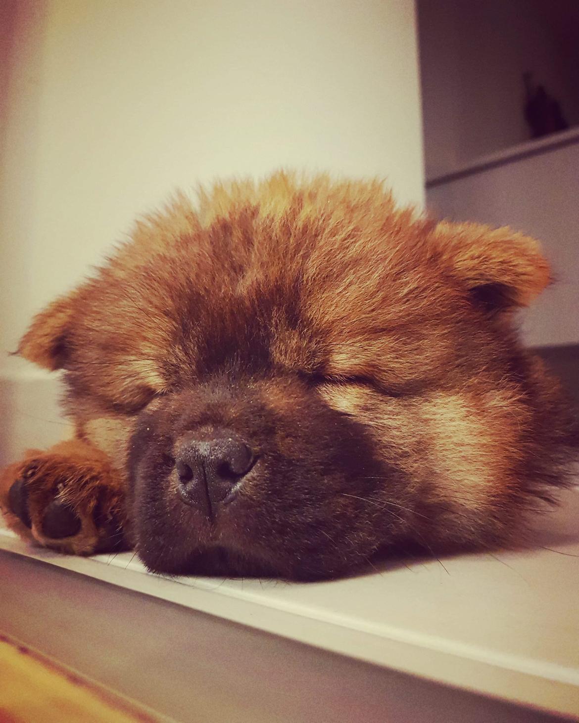 Chow chow Djuno billede 3