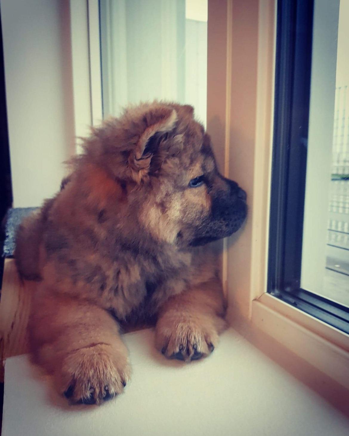 Chow chow Djuno billede 4