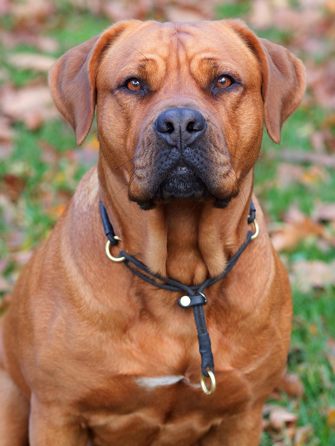 Blanding af racer Freja - Dogue de Bordeaux, Rottweiler, Cane Corso - Smuk! billede 1