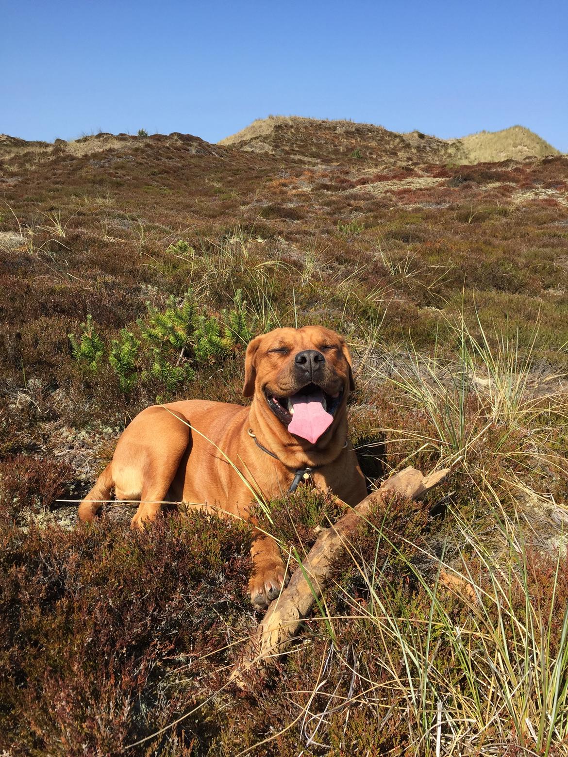 Blanding af racer Freja - Dogue de Bordeaux, Rottweiler, Cane Corso - Varmt! Men pinden skal med alligevel  billede 3