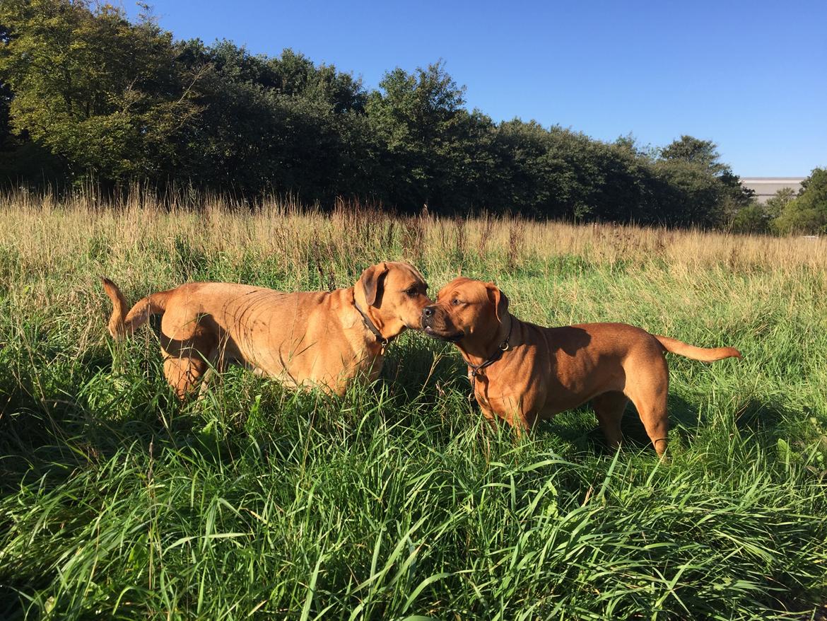 Blanding af racer Freja - Dogue de Bordeaux, Rottweiler, Cane Corso - Sammen med en stor broholmer tæve - hendes reservemor  billede 7