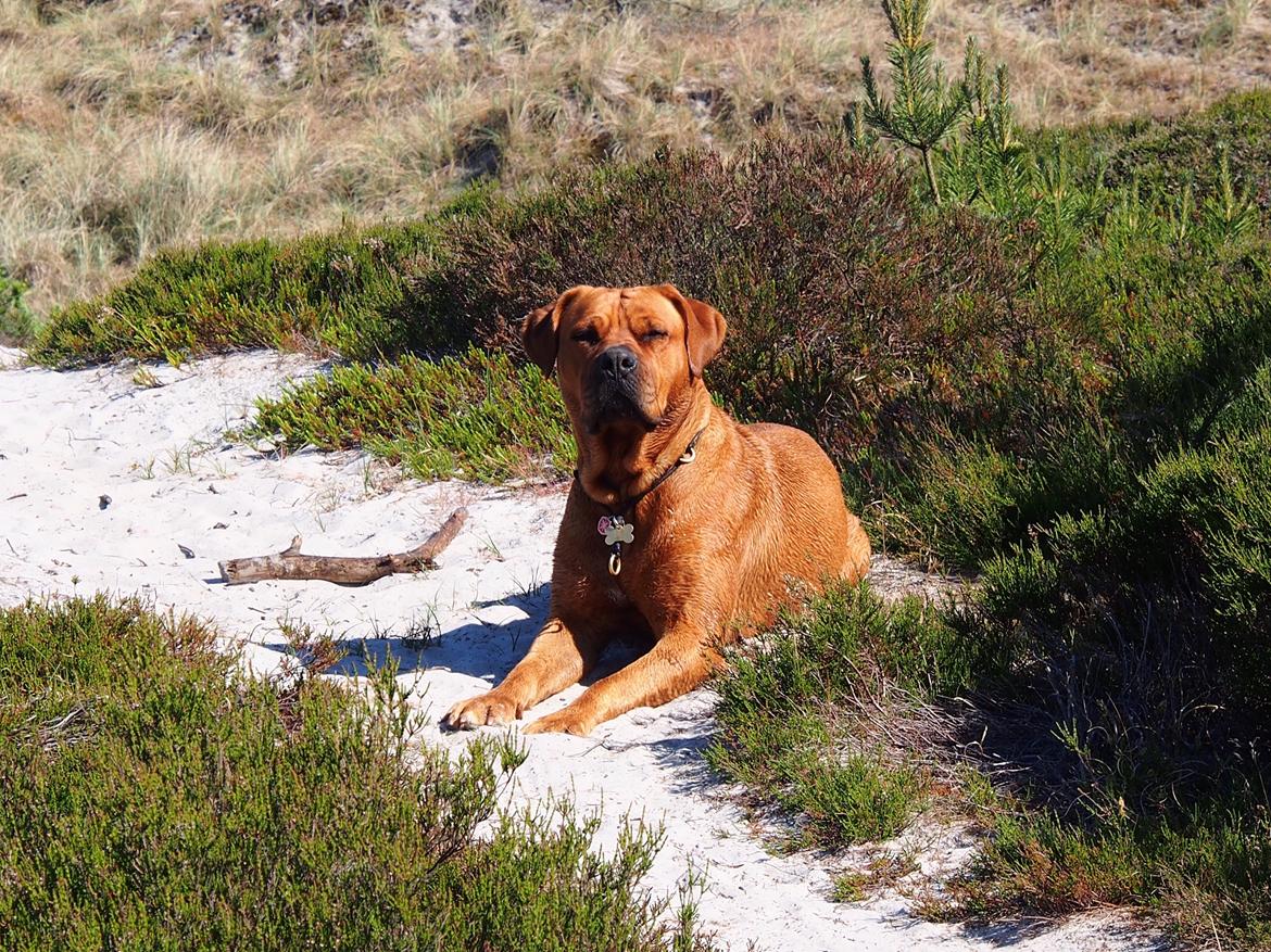 Blanding af racer Freja - Dogue de Bordeaux, Rottweiler, Cane Corso - Elsker gåture - og pinde.. billede 2