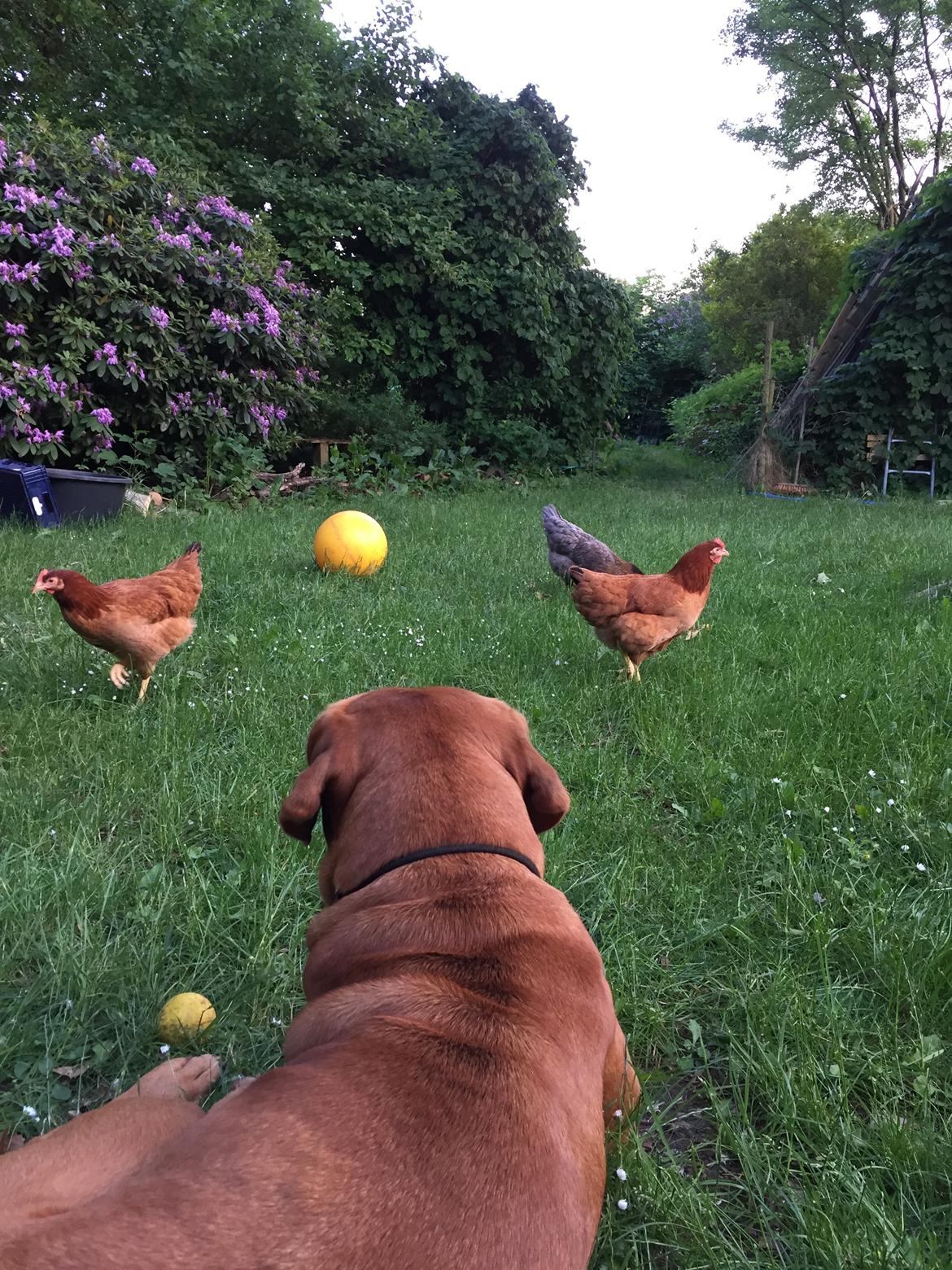 Blanding af racer Freja - Dogue de Bordeaux, Rottweiler, Cane Corso - Hønsehund.. billede 6