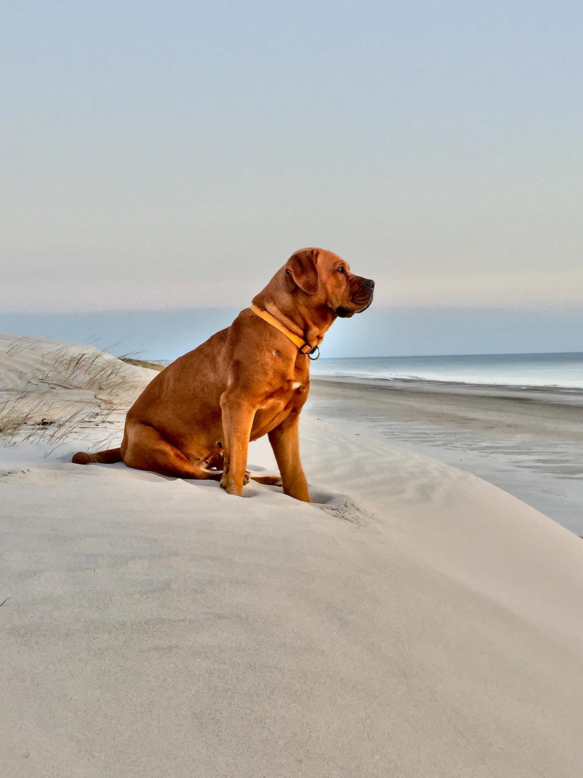 Blanding af racer Freja - Dogue de Bordeaux, Rottweiler, Cane Corso - Nyder udsigten  billede 5