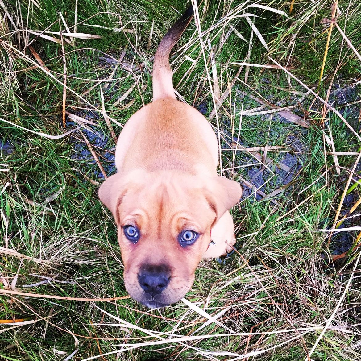 Blanding af racer Freja - Dogue de Bordeaux, Rottweiler, Cane Corso - Som hvalp  billede 8