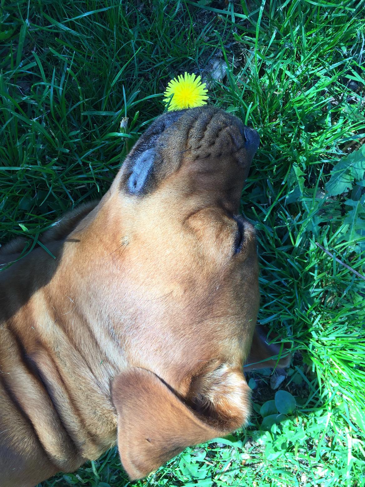 Blanding af racer Freja - Dogue de Bordeaux, Rottweiler, Cane Corso - Nyder et hvil I græsset :)  billede 10