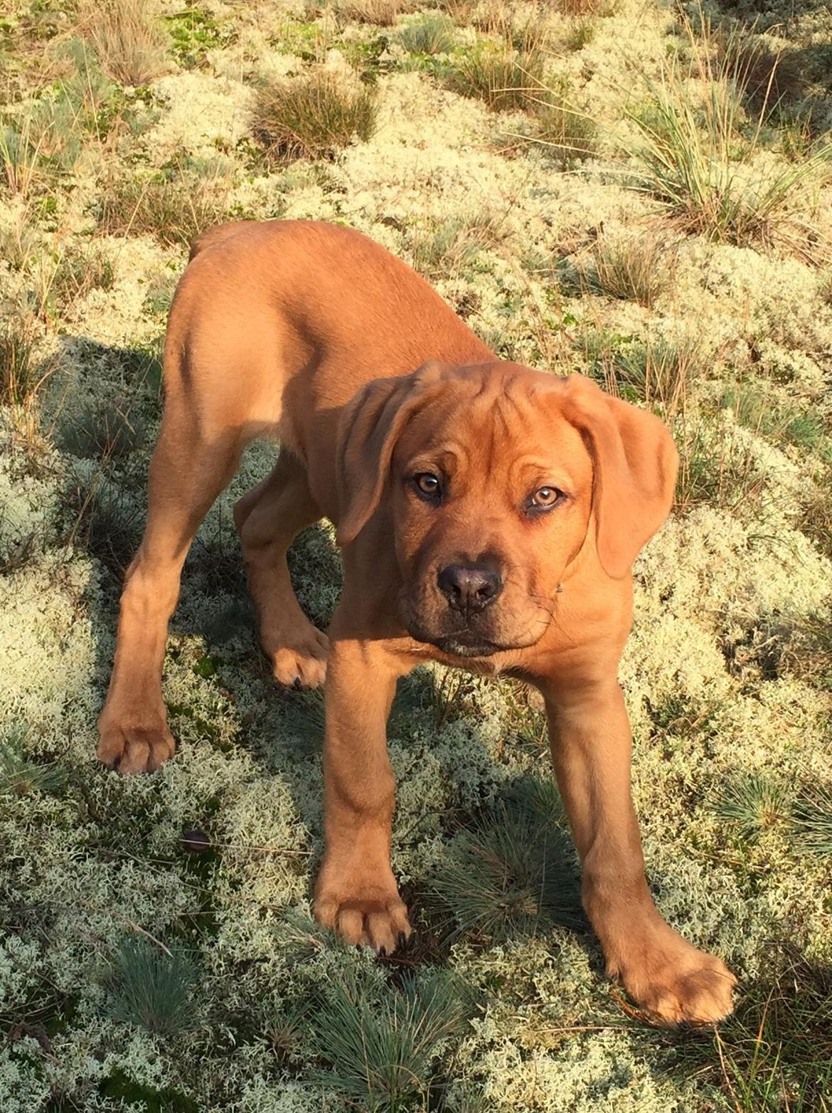 Blanding af racer Freja - Dogue de Bordeaux, Rottweiler, Cane Corso - Som hvalp  billede 9