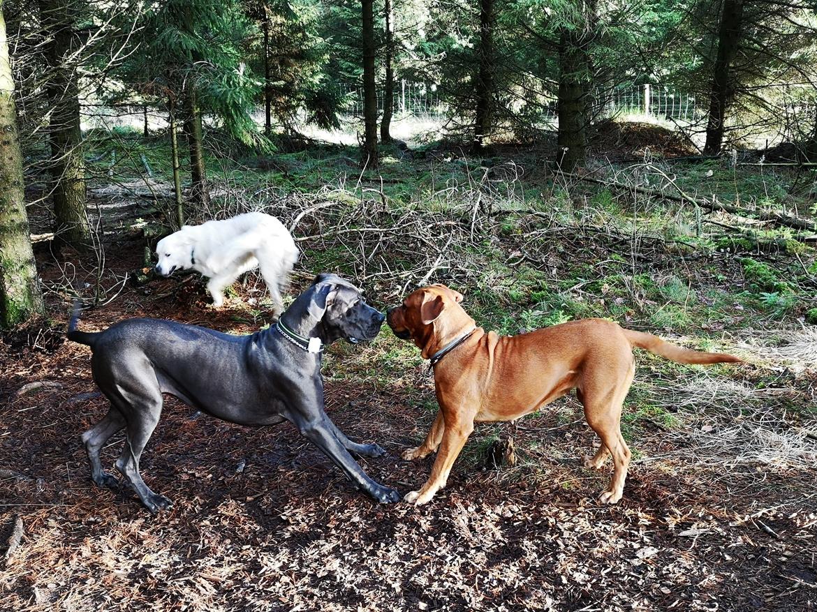 Blanding af racer Freja - Dogue de Bordeaux, Rottweiler, Cane Corso - I leg med en GD  billede 12