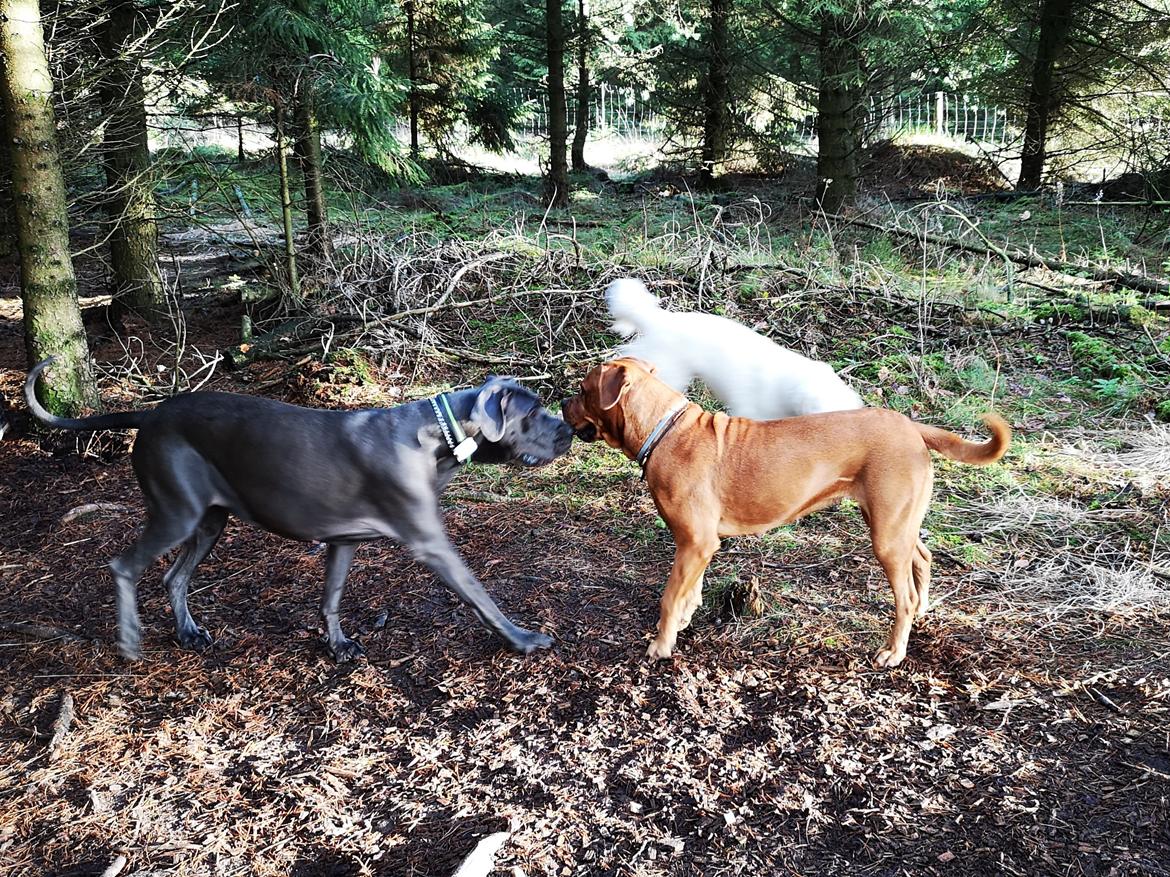 Blanding af racer Freja - Dogue de Bordeaux, Rottweiler, Cane Corso - I leg med en GD billede 13