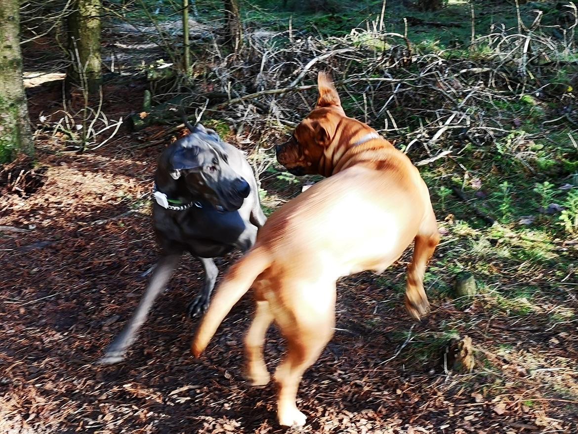 Blanding af racer Freja - Dogue de Bordeaux, Rottweiler, Cane Corso - Stor men agil når det skal være :)  billede 14
