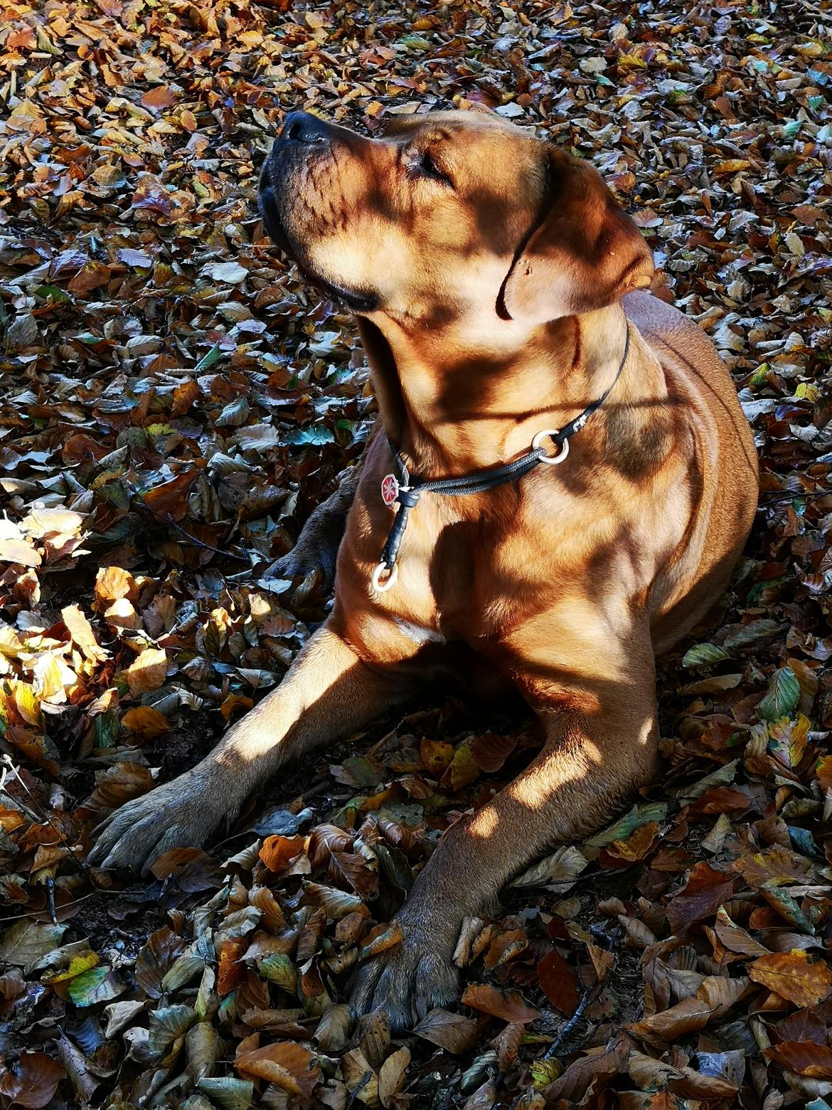 Blanding af racer Freja - Dogue de Bordeaux, Rottweiler, Cane Corso billede 15