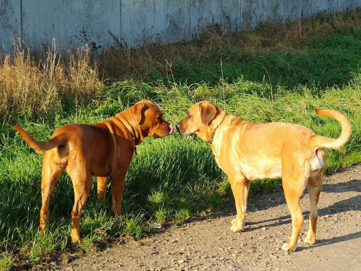 Blanding af racer Freja - Dogue de Bordeaux, Rottweiler, Cane Corso - Sammen med stedmor :)  billede 16