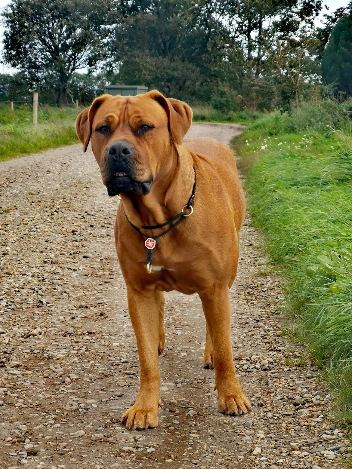 Blanding af racer Freja - Dogue de Bordeaux, Rottweiler, Cane Corso billede 17