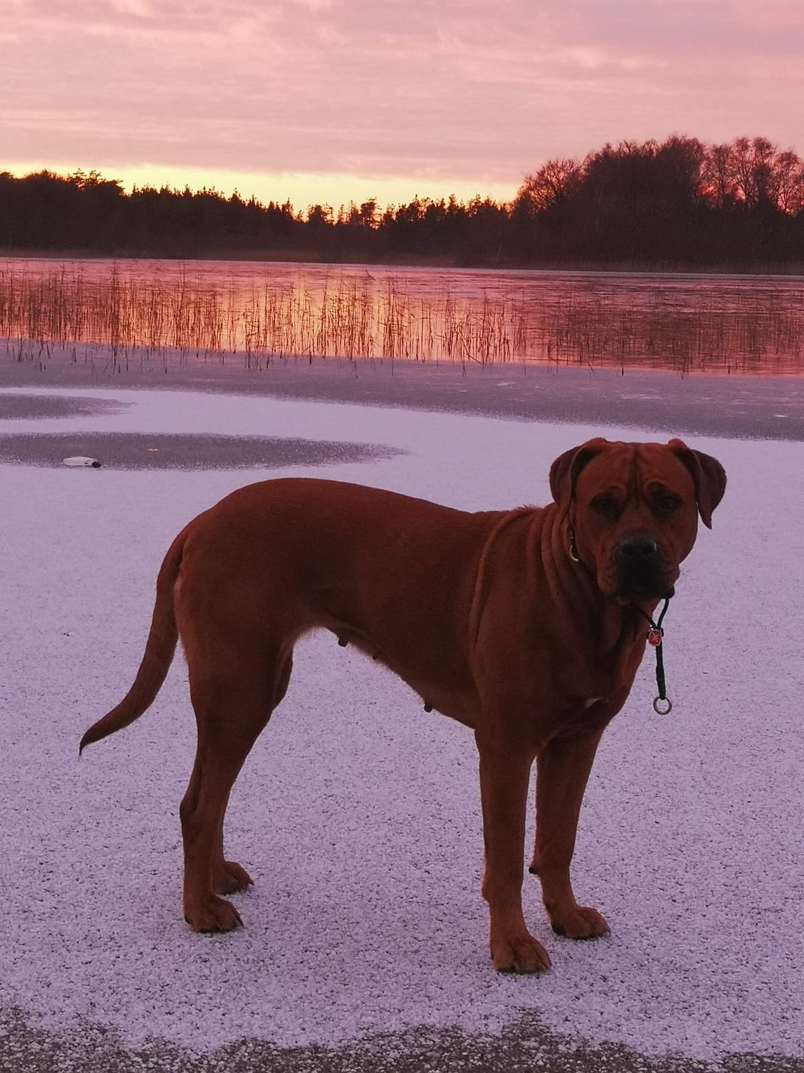 Blanding af racer Freja - Dogue de Bordeaux, Rottweiler, Cane Corso billede 11