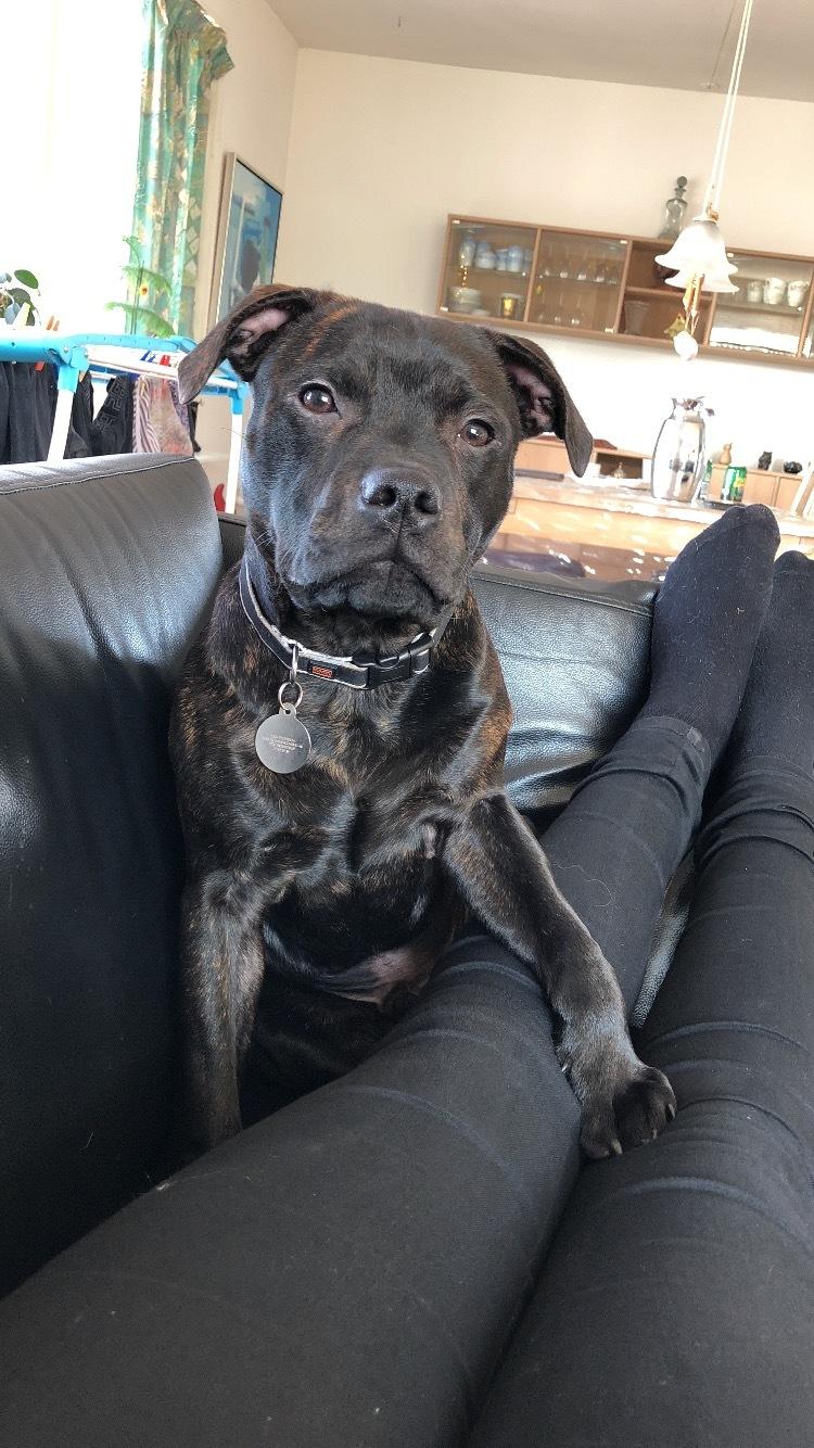 Staffordshire bull terrier Alpha R.I.P billede 12