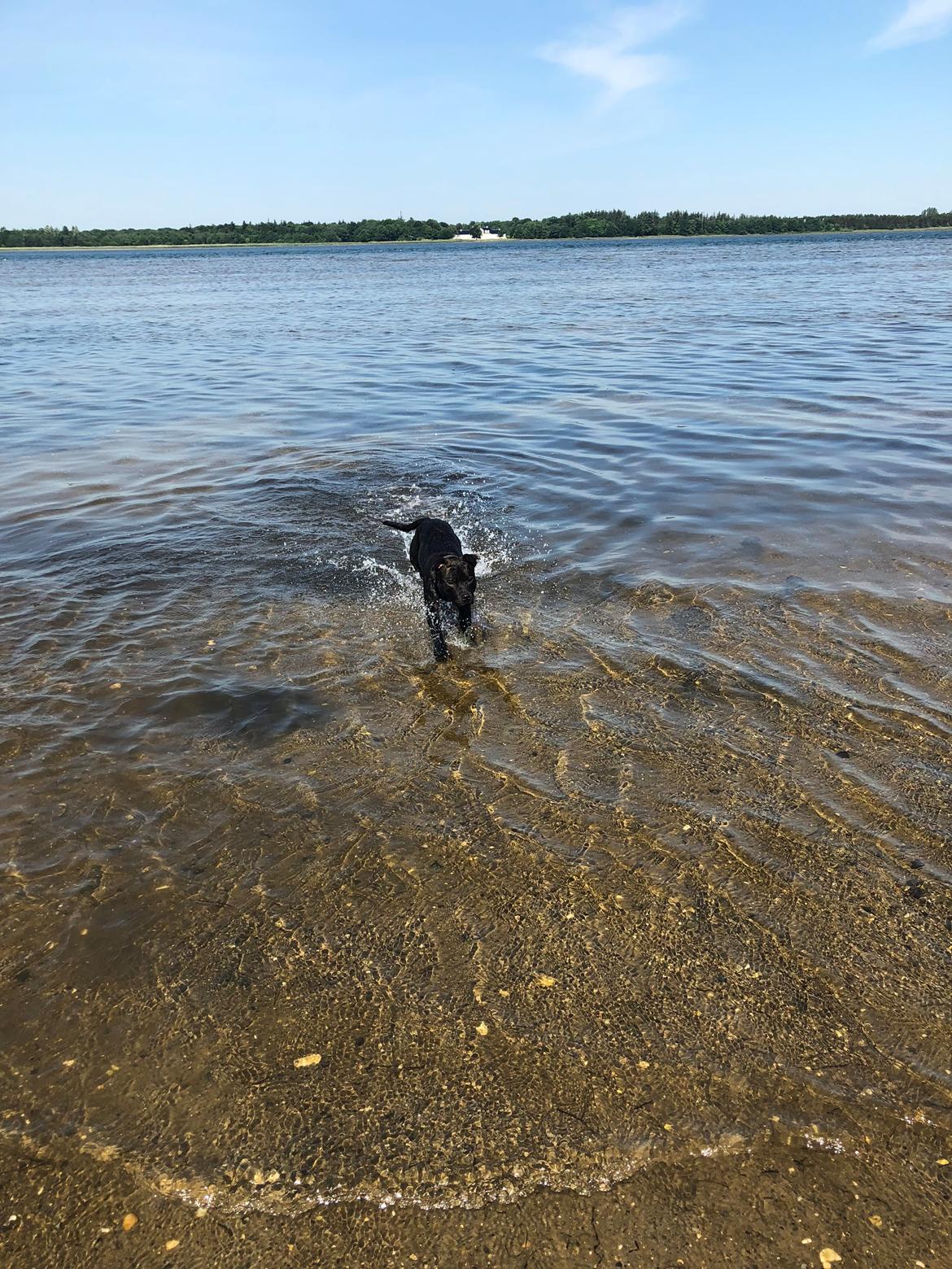 Staffordshire bull terrier Alpha R.I.P billede 13