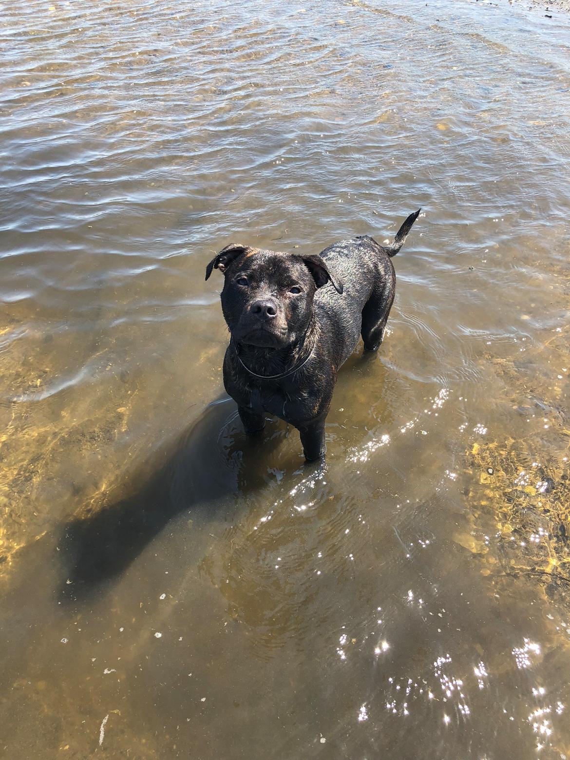 Staffordshire bull terrier Alpha R.I.P billede 14