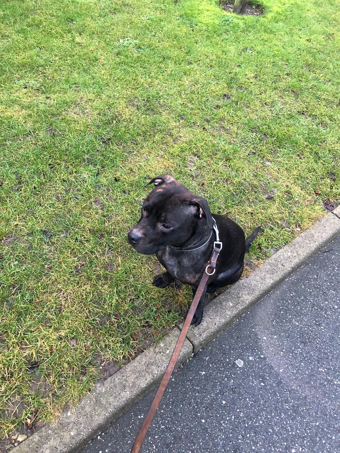 Staffordshire bull terrier Alpha R.I.P billede 15