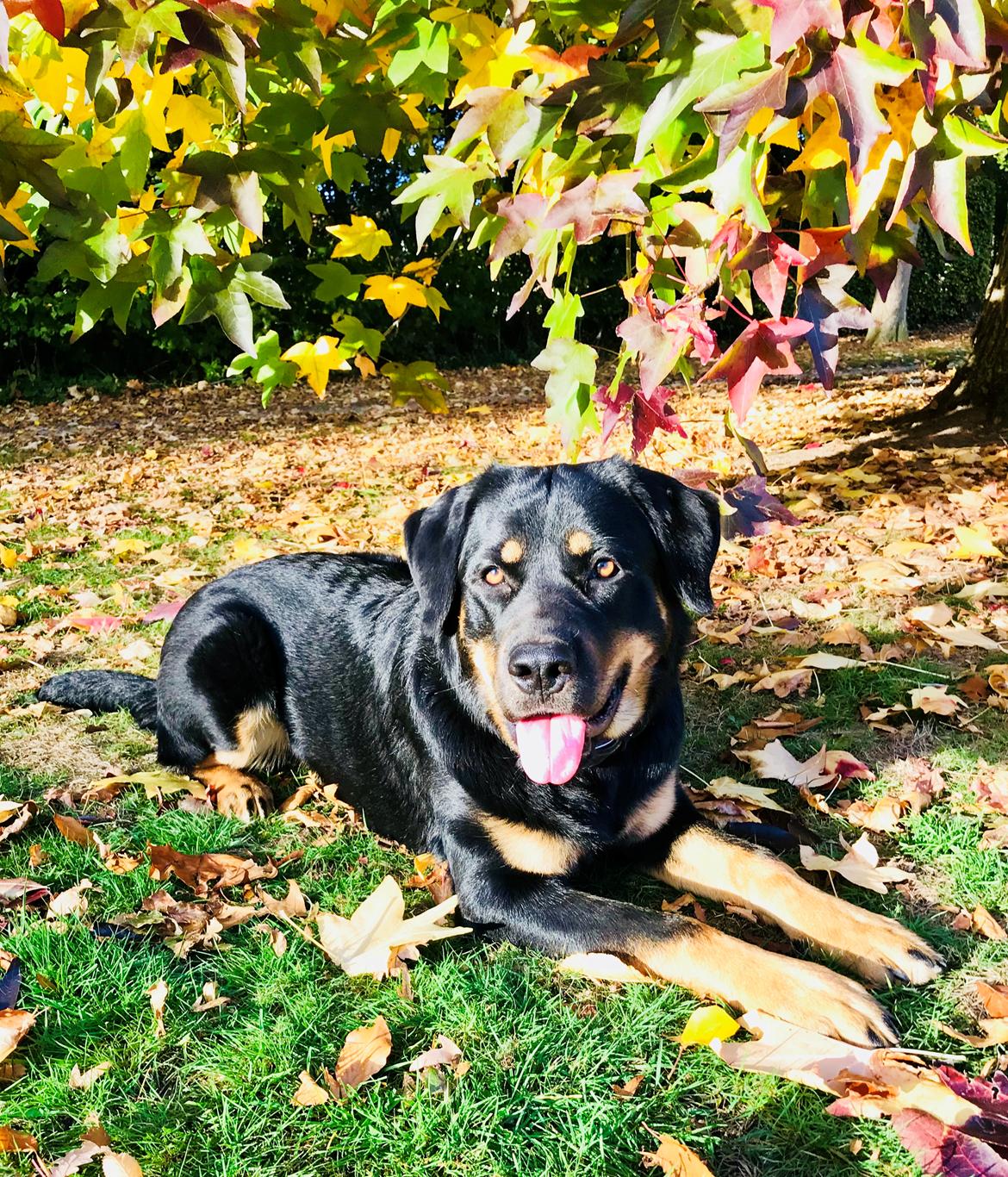 Blanding af racer Hayley billede 1