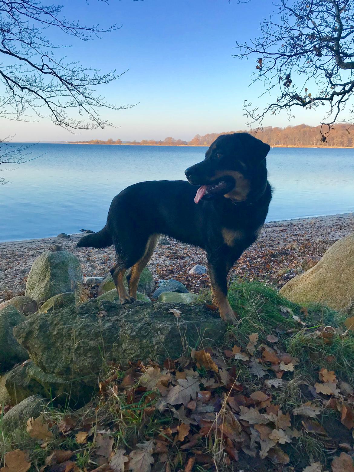 Blanding af racer Hayley billede 2