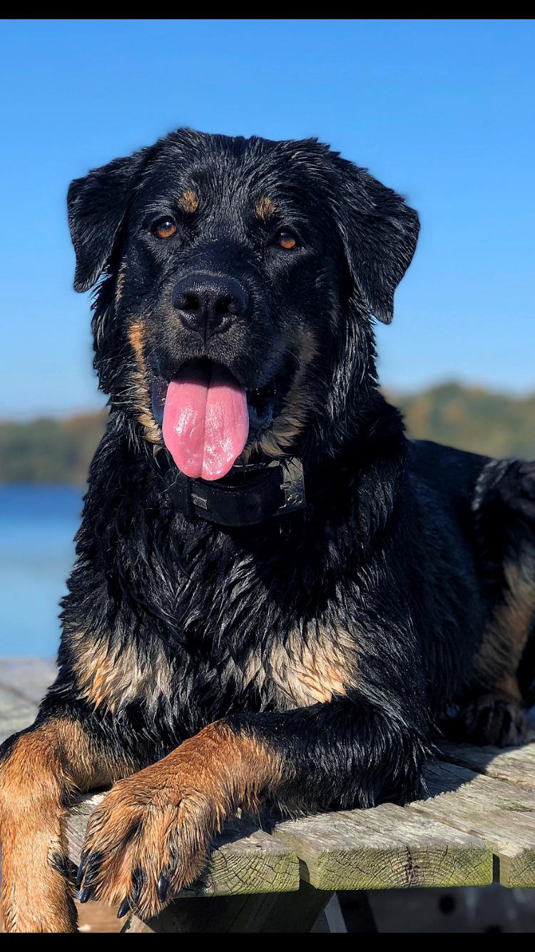 Blanding af racer Hayley billede 3