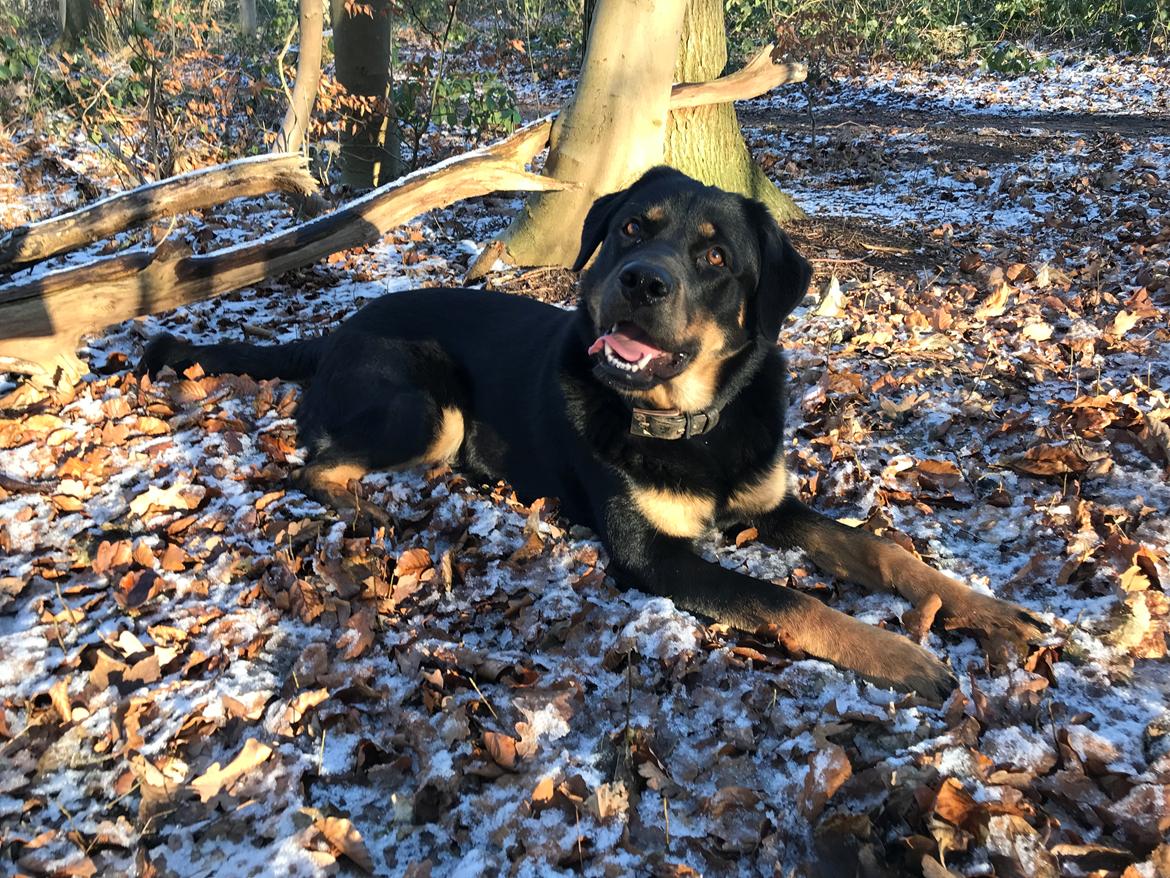 Blanding af racer Hayley billede 4