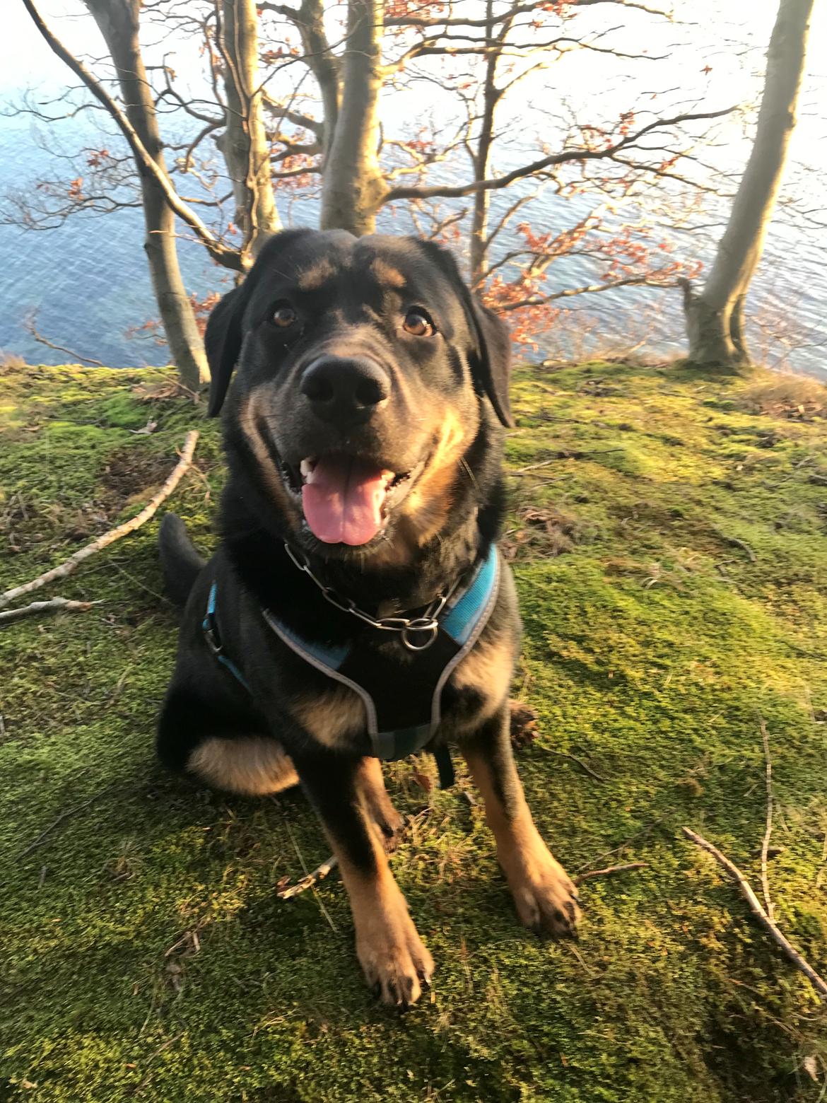 Blanding af racer Hayley billede 5