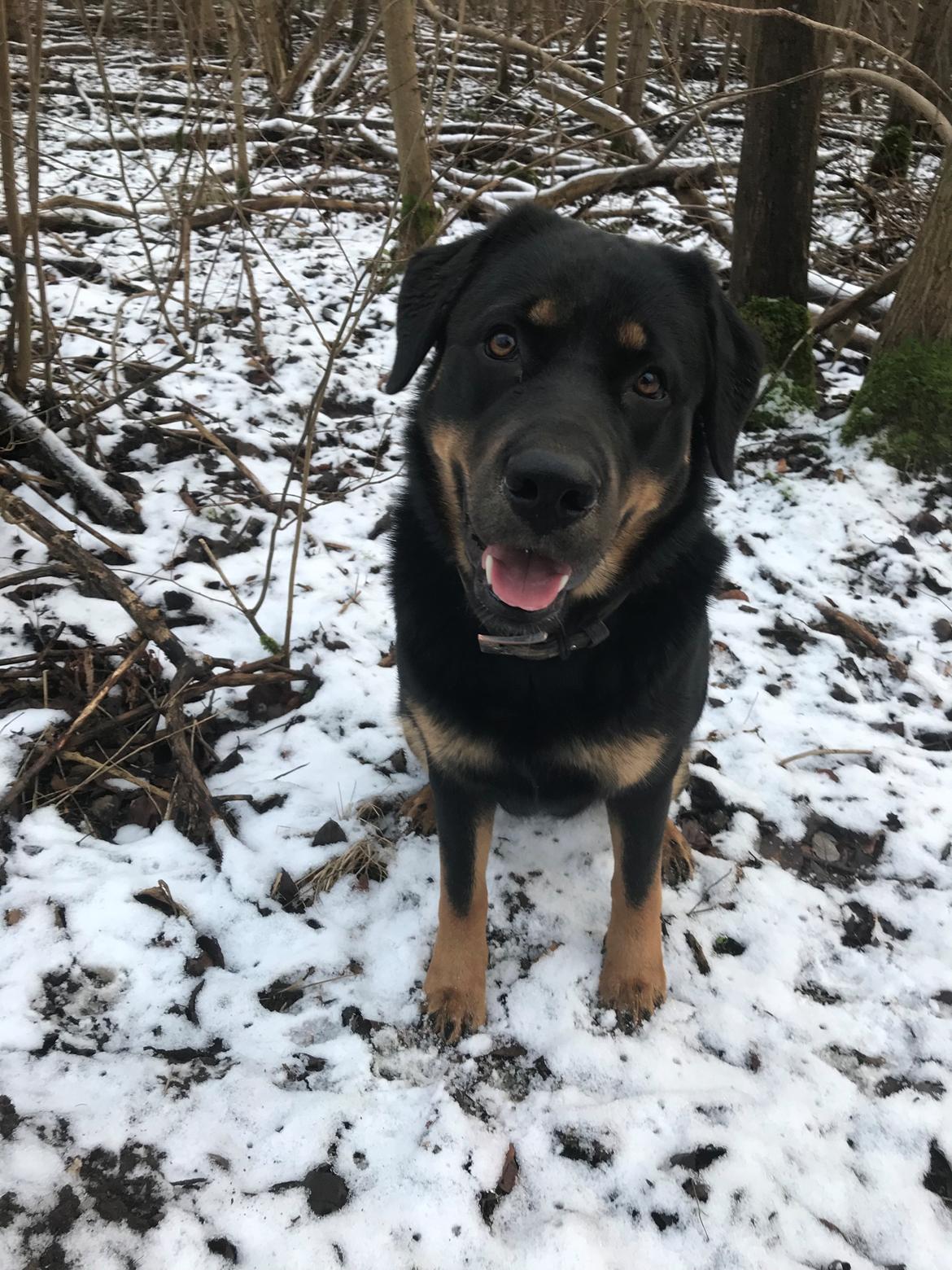 Blanding af racer Hayley billede 6