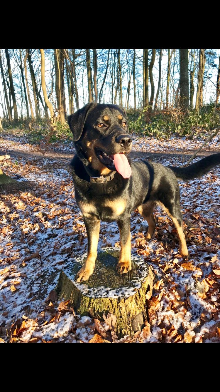 Blanding af racer Hayley billede 7