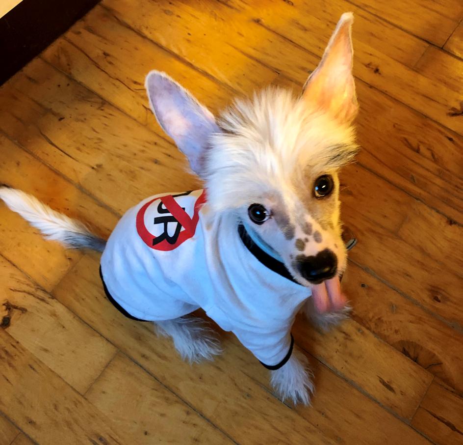 Chinese crested hårløs Malthe - Rebel Malthe billede 49