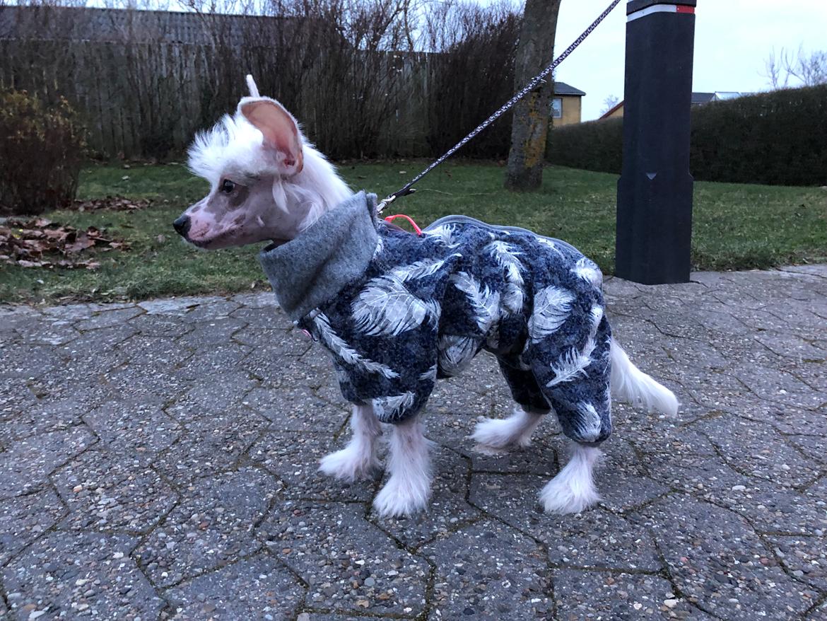 Chinese crested hårløs Malthe - Helt ny heldragt billede 29