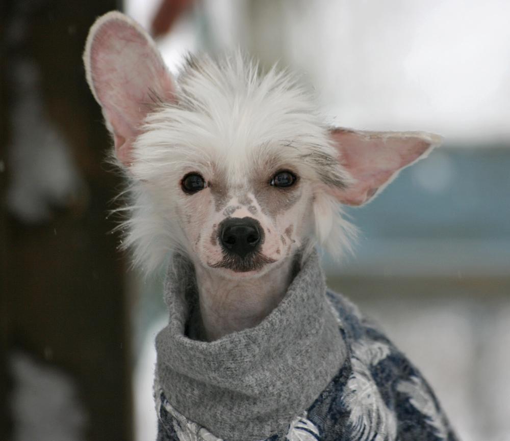 Chinese crested hårløs Malthe billede 40