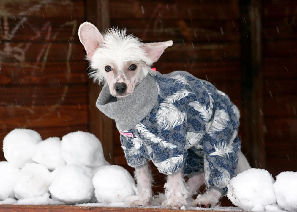 Chinese crested hårløs Malthe - Malthe i sneen *3 mdr gammel* billede 23