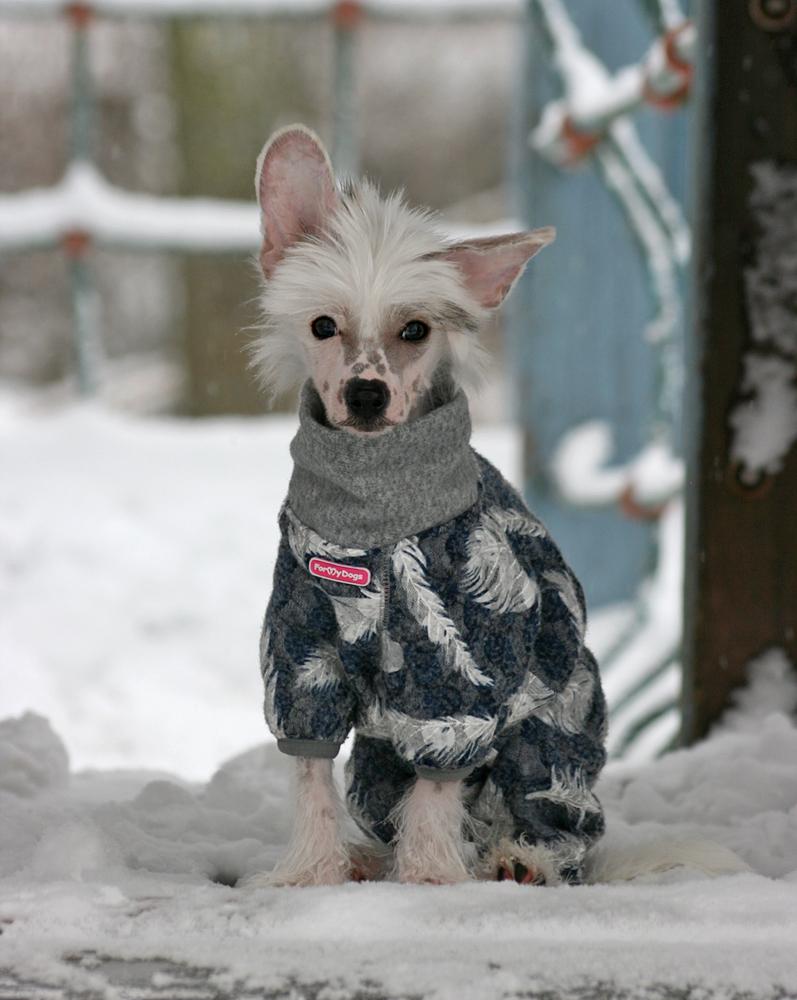 Chinese crested hårløs Malthe billede 28
