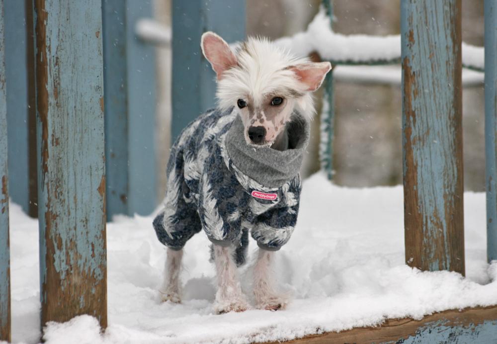 Chinese crested hårløs Malthe billede 39