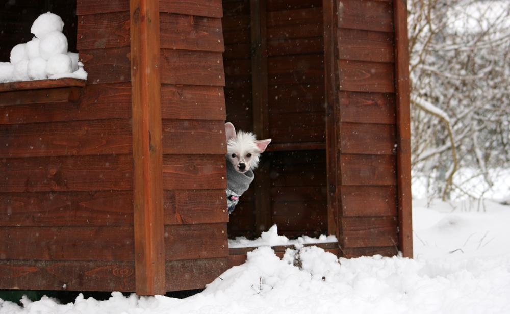 Chinese crested hårløs Malthe billede 30