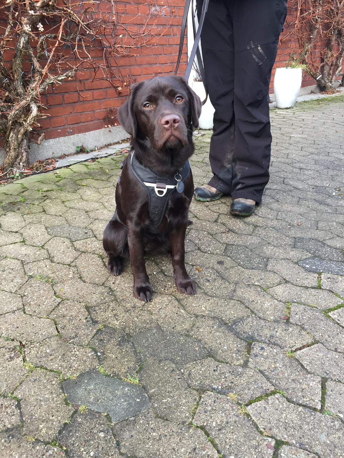 Labrador retriever Musse Skjold  Hansen  billede 15