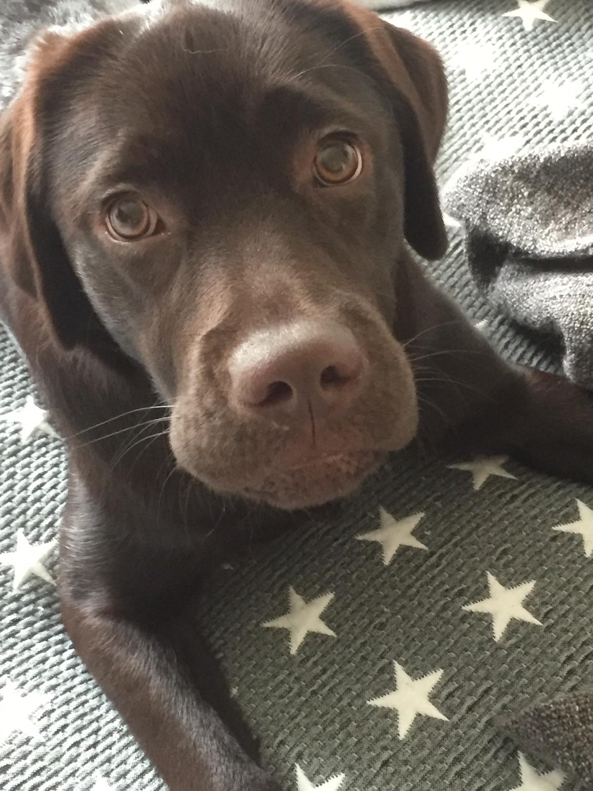 Labrador retriever Musse Skjold  Hansen  billede 16