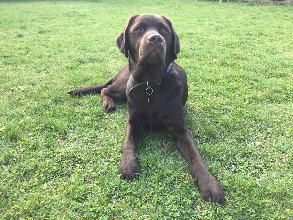 Labrador retriever Musse Skjold  Hansen  billede 18