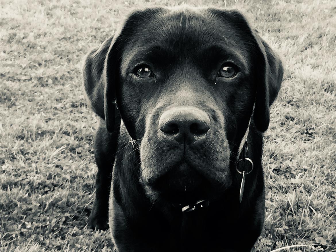 Labrador retriever Musse Skjold  Hansen  billede 19