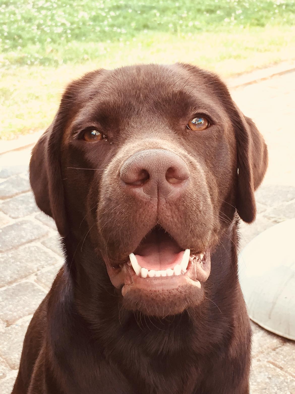 Labrador retriever Musse Skjold  Hansen  billede 20