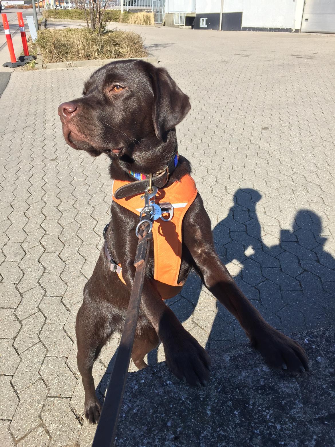 Labrador retriever Musse Skjold  Hansen  billede 17