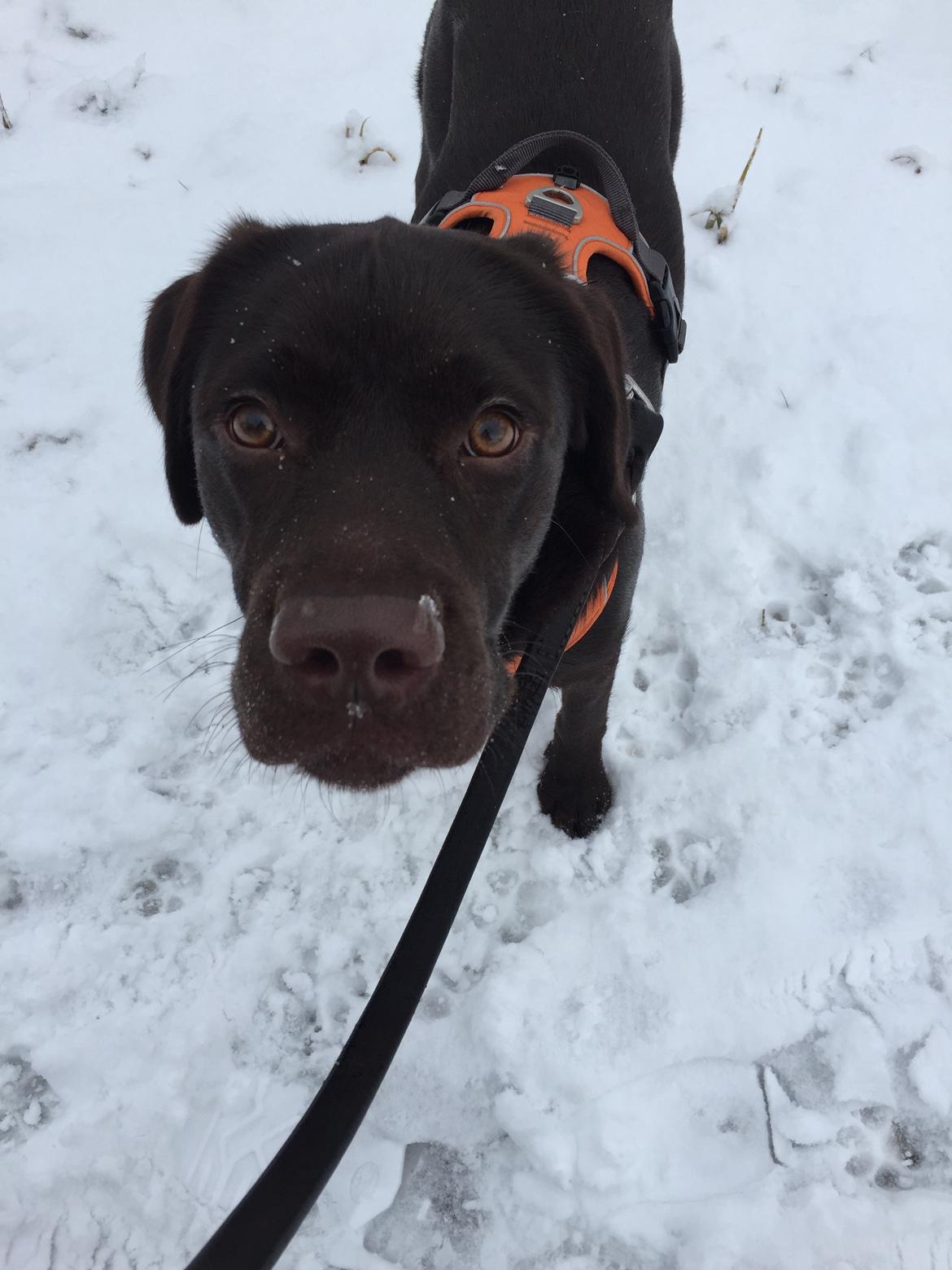 Labrador retriever Musse Skjold  Hansen  billede 22