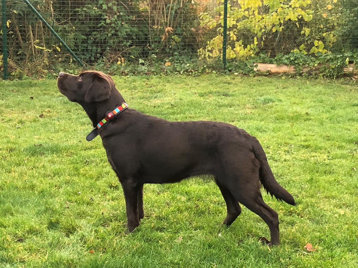 Labrador retriever Musse Skjold  Hansen  billede 21