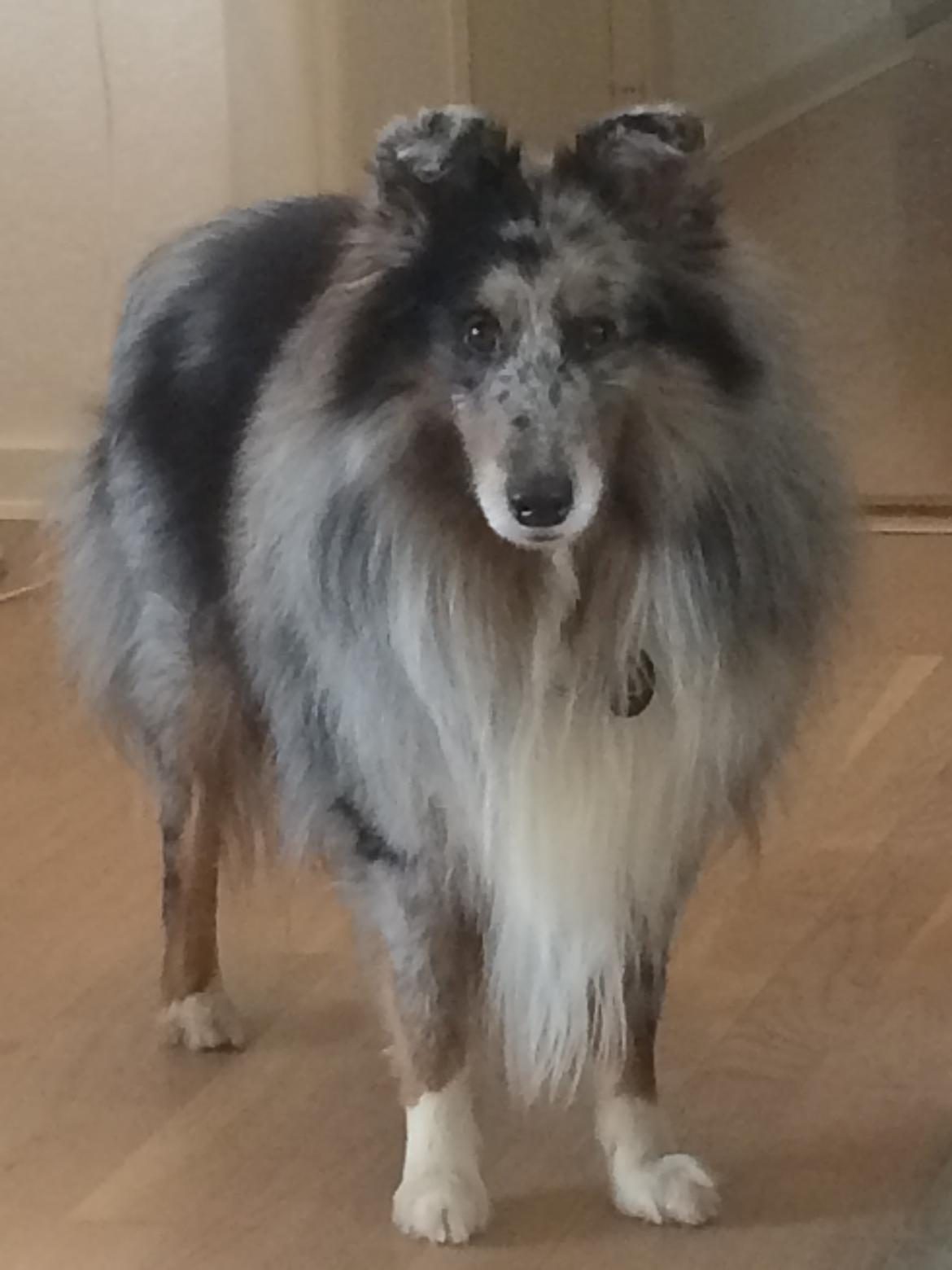 Shetland sheepdog Catalba´s Blue Isahk Of Yemen *Louis* billede 5