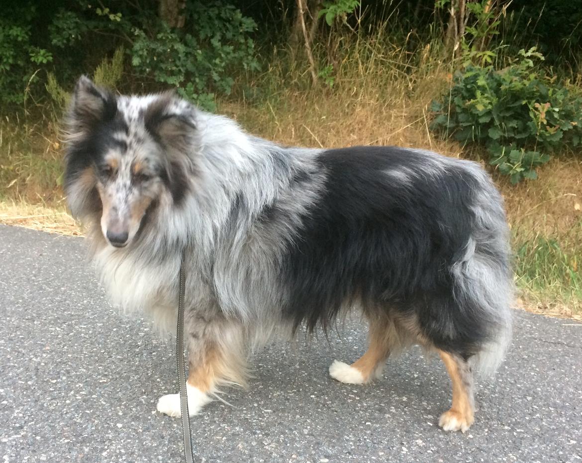 Shetland sheepdog Catalba´s Blue Isahk Of Yemen *Louis* billede 3