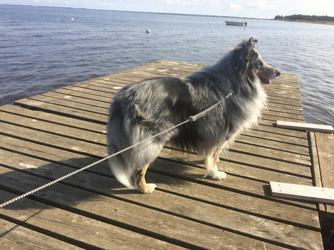 Shetland sheepdog Catalba´s Blue Isahk Of Yemen *Louis* billede 14