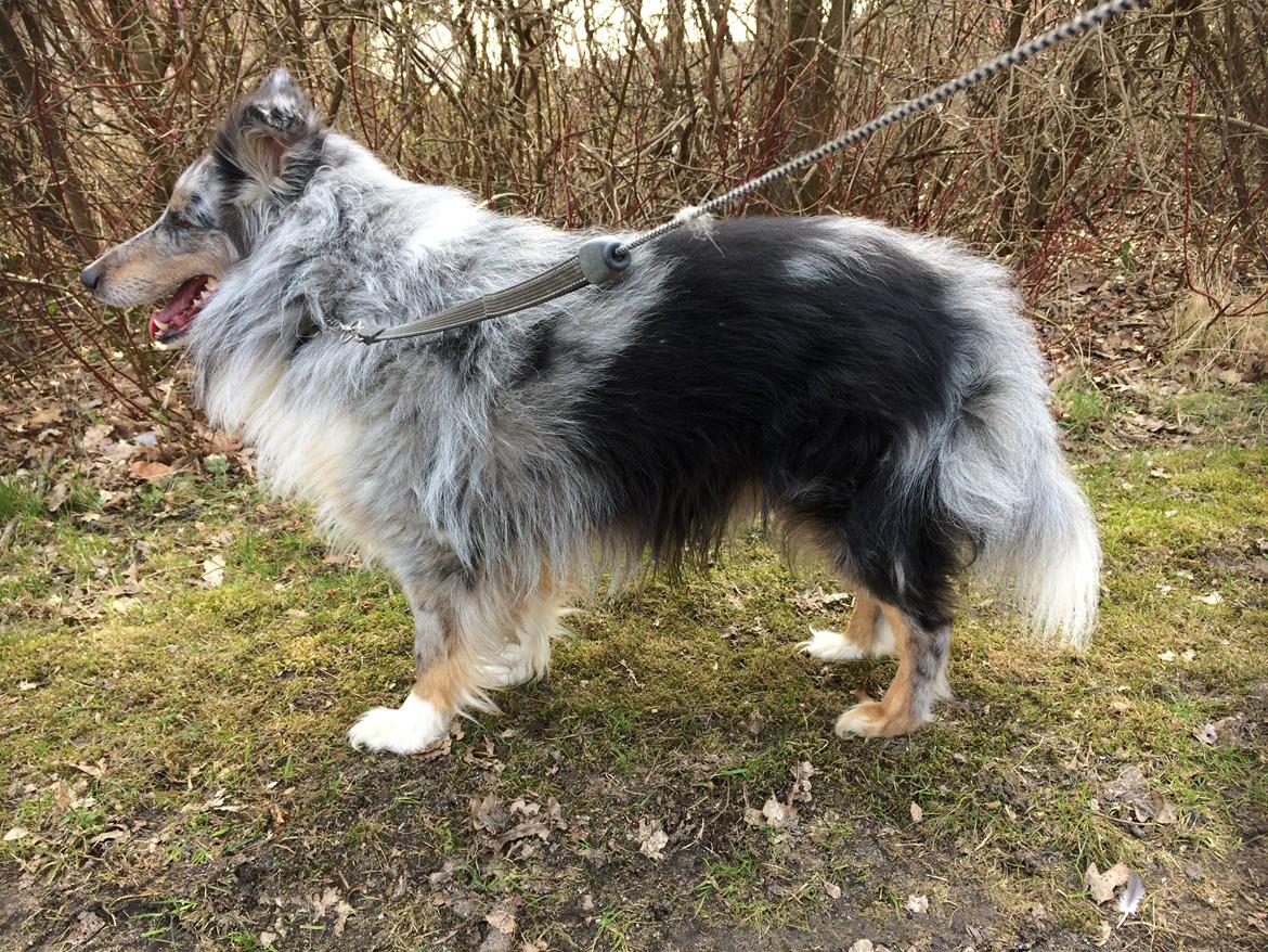 Shetland sheepdog Catalba´s Blue Isahk Of Yemen *Louis* billede 4