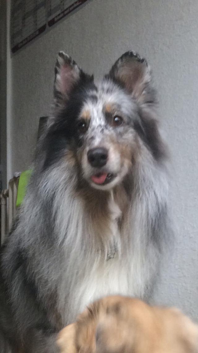 Shetland sheepdog Catalba´s Blue Isahk Of Yemen *Louis* billede 17